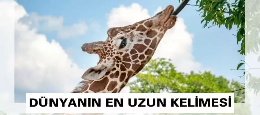 Dünyanın en uzun kelimesi nedir?